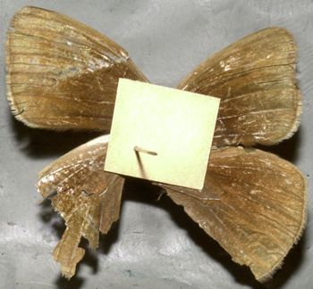 Media type: image;   Entomology 19567 Aspect: habitus dorsal view